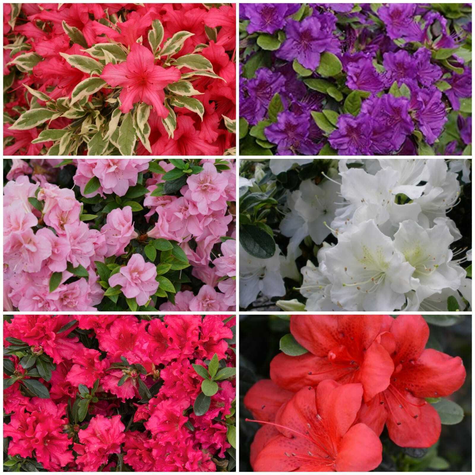 6 Mixed Dwarf Evergreen Colourful Flowering Azalea Shrub Plants P9 pots