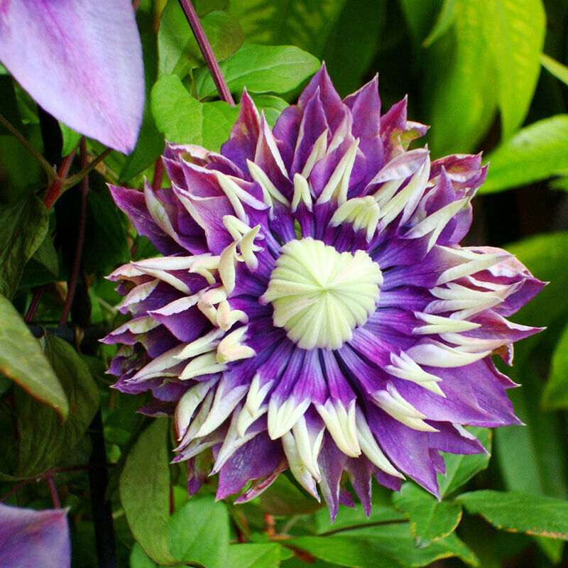 Clematis Taiga. Climbing plant with unique flower in 9cm pot.