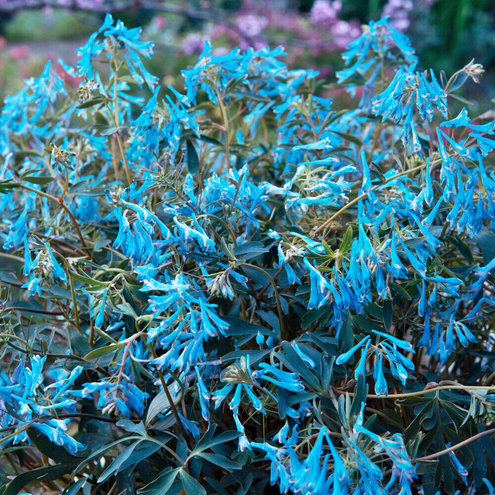 Corydalis 'Blue Heron' Jumbo Plug Perennial Herbaceous Plants Garden Ready Plant