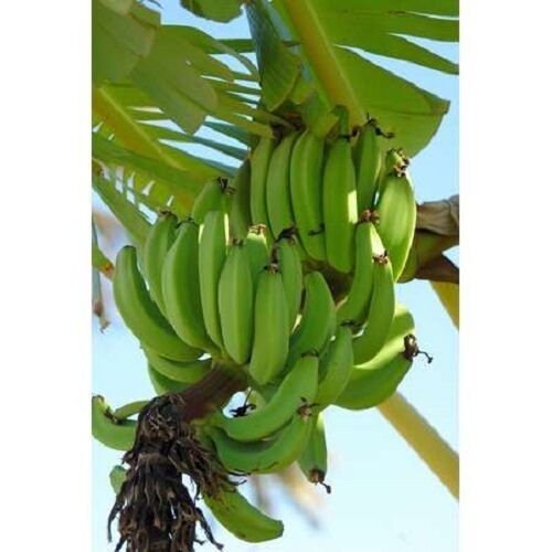 10 X MUSA SIKKIMENSIS Banana Plant Tropical Seeds VERY FROST HARDY