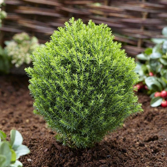 Thuja occidentalis 'Teddy' White Cedar Evergreen Garden Conifer Plant | 9cm Pot