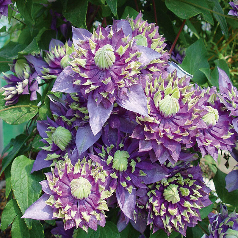 Clematis Taiga. Climbing plant with unique flower in 9cm pot.