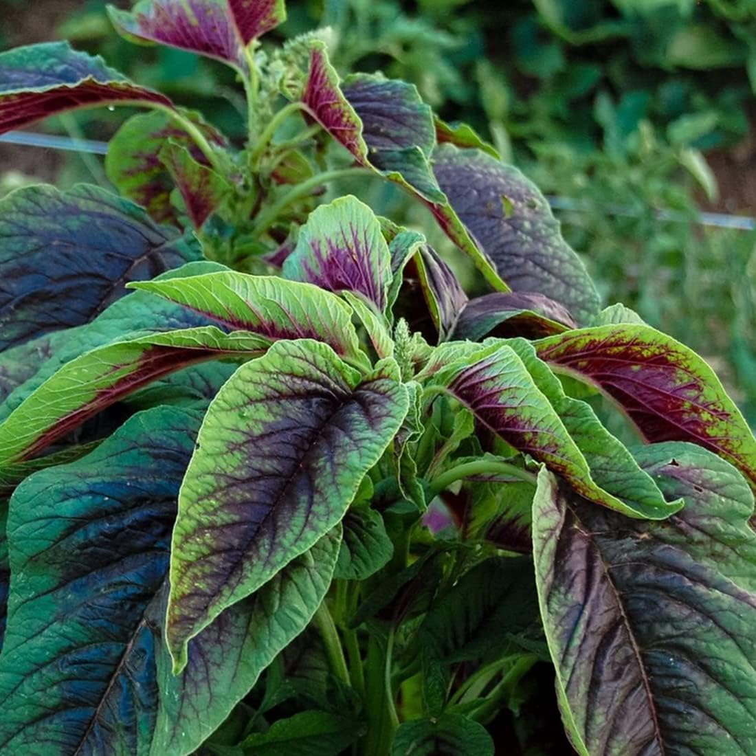 50 Caribbean Callaloo Seeds Tri Colour Leafy Amaranth for Planting & Growing