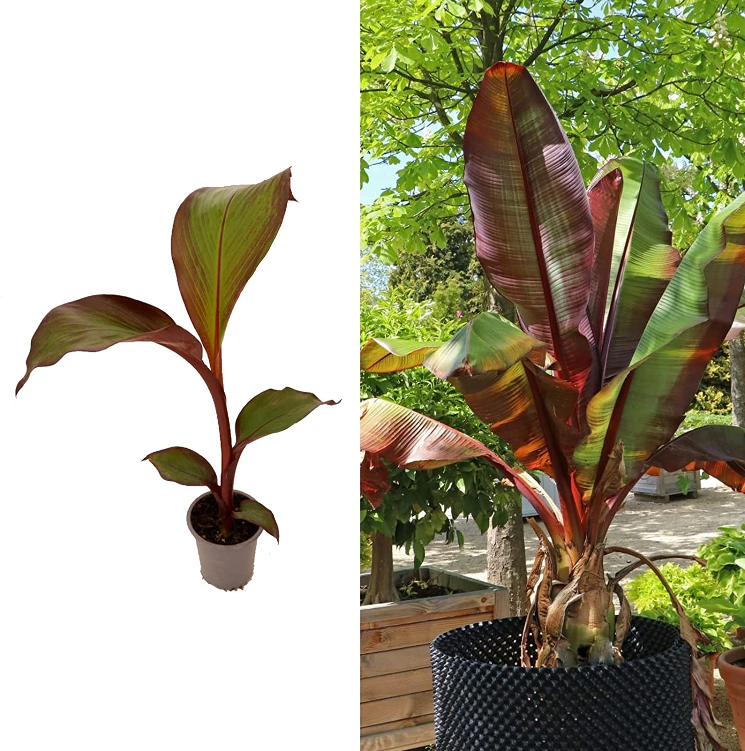 Ensete ventricosum Maurelii Red Leaf Banana Young Plant in 9cm Pot Fully Tracke