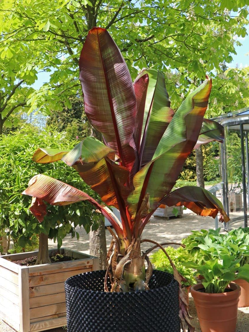 Ensete ventricosum Maurelii Red Leaf Banana Young Plant in 9cm Pot Fully Tracke