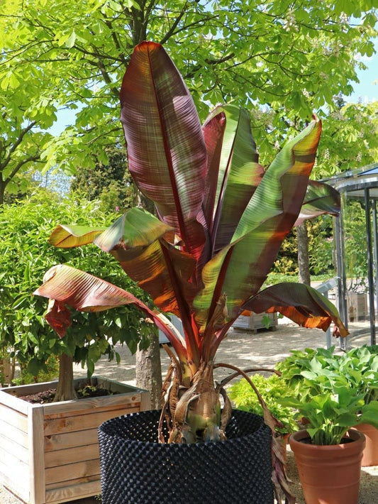 Ensete ventricosum Maurelii Red Leaf Banana Young Plant in 9cm Pot Fully Tracke