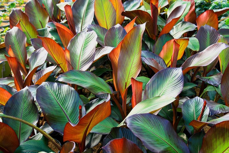 Ensete ventricosum Maurelii Red Leaf Banana Young Plant in 9cm Pot Fully Tracke