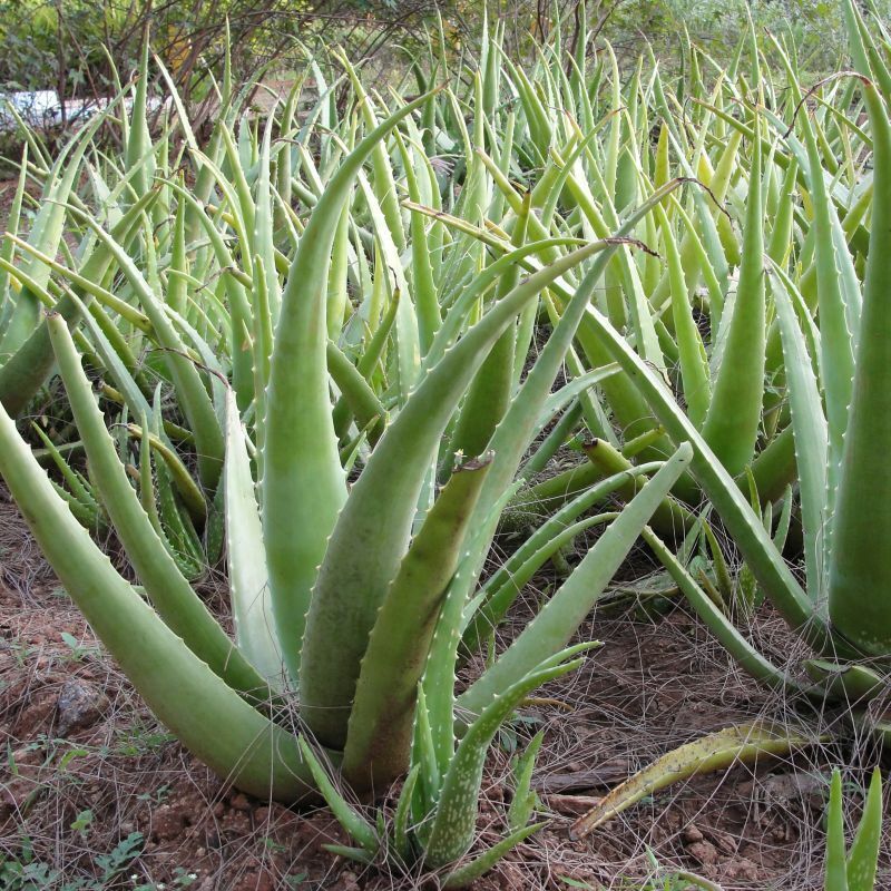 Aloe Vera Succulent Plant - 25-30cm In Height Inc Pot - Perfect for Beginners