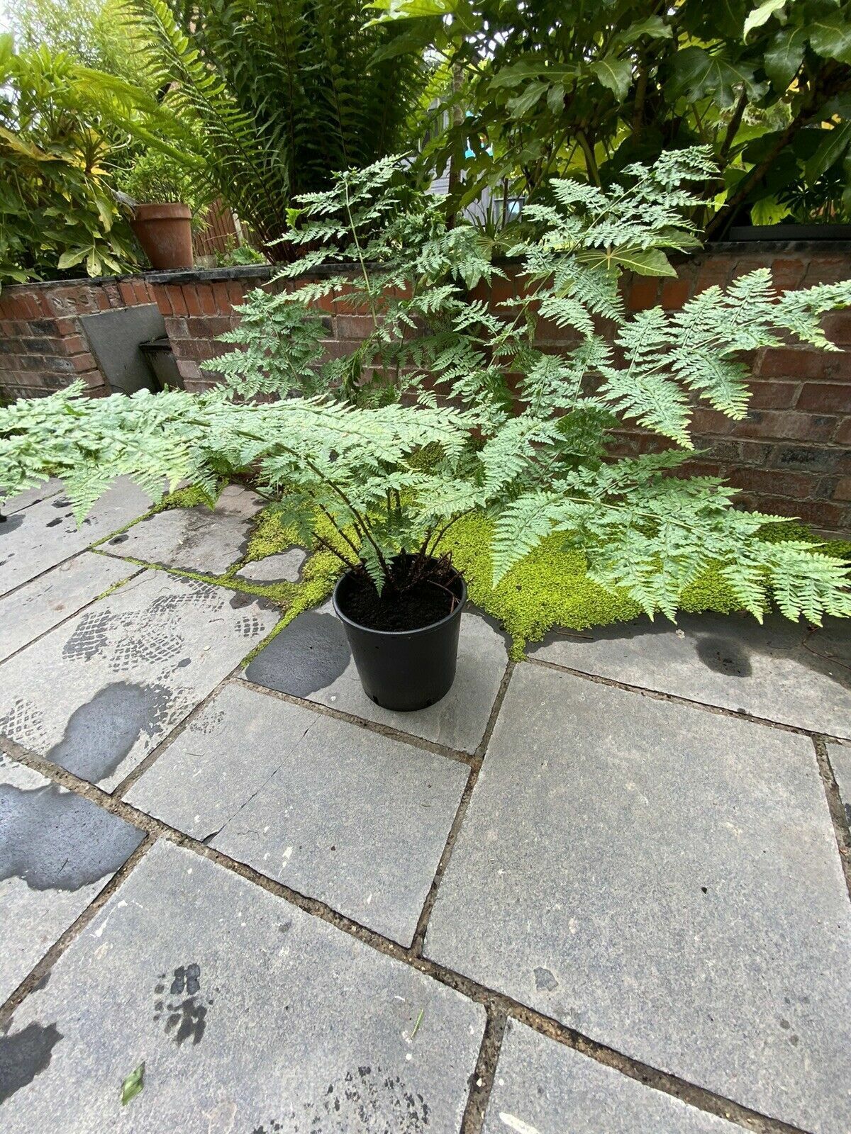 Shuttlecock Fern Plant Gigantic XXXL (matteuccia struthi)