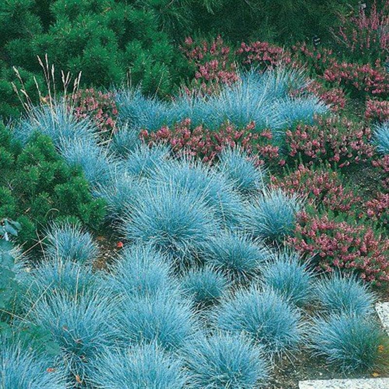 3 x Festuca Intense Blue - Blue Fescue - Blue Grass Plants Ready to Plant Arrives in 9cm Pots