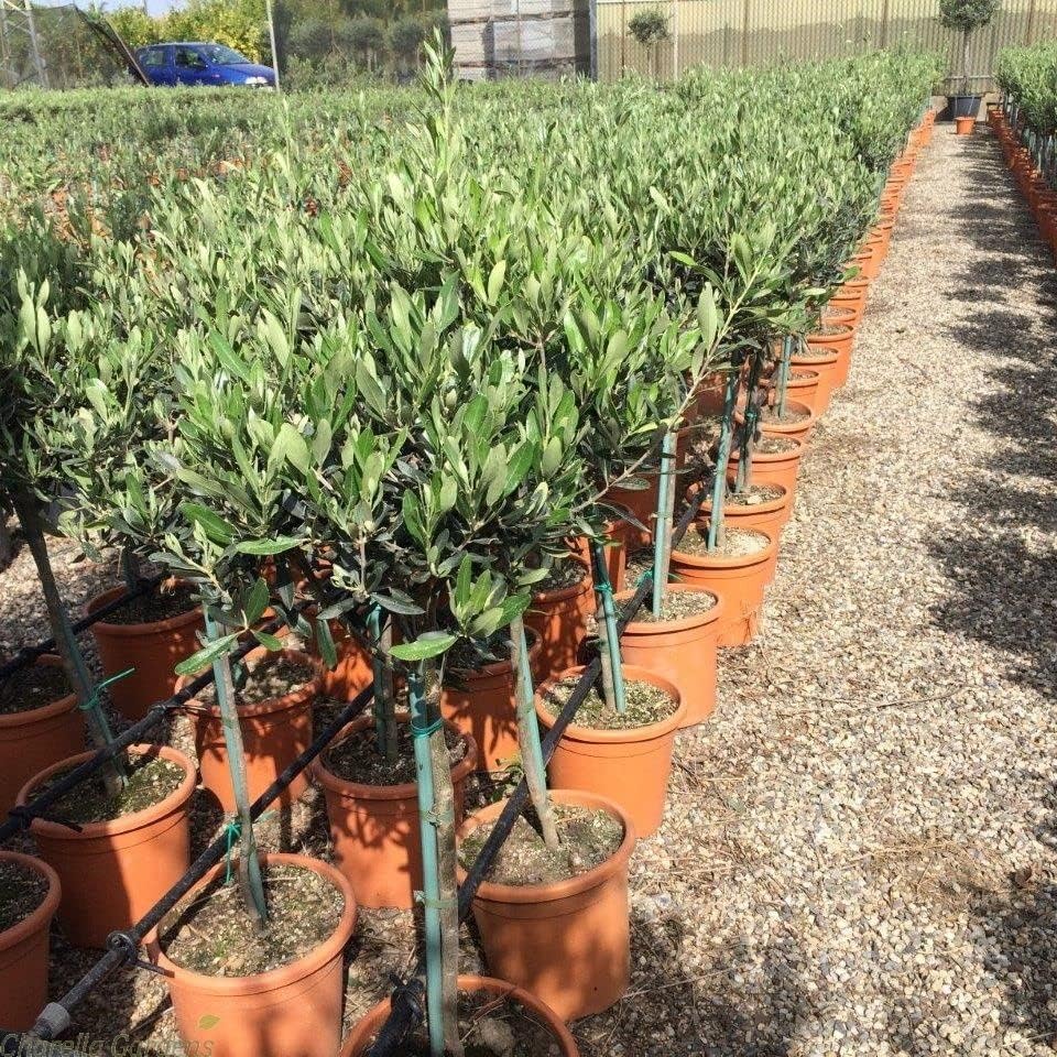 Olive Tree Half Standard 90/100cm Tall | Olea Europa | Hardy Olive Tree