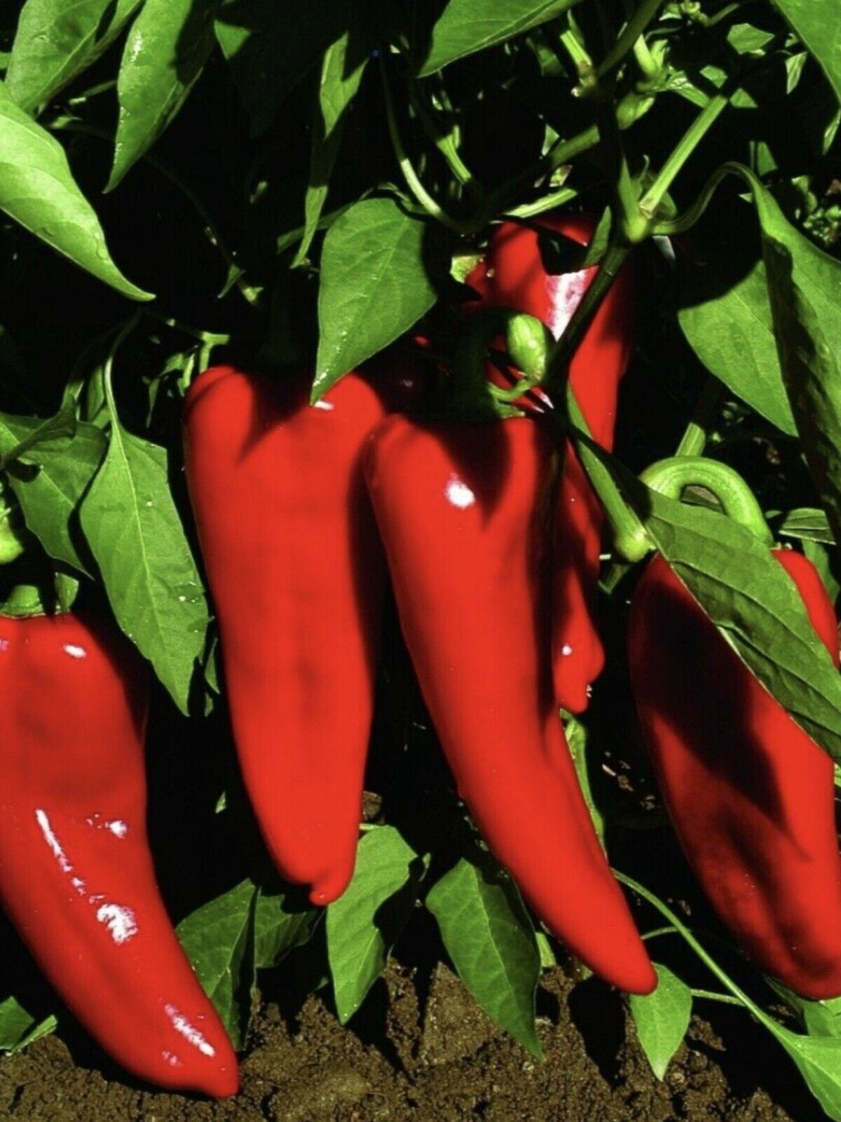 ITALIAN SWEET PEPPER MARCONI...HEAVY CROPPER...25 QUALITY SEEDS