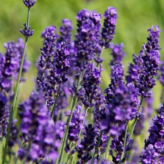 English lavender plug plants fragrant hidcote purple flowers perennial pack of 3