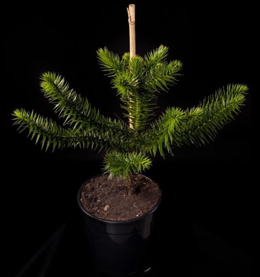 Monkey puzzle Tree (Araucaria) Living fossil XXL 5L Pot 60cm Plant To Your Door