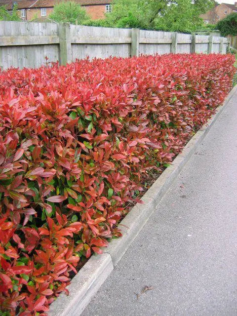 Red Robin Hedging – Photinia Fraseri Red Robin 50-70cm Pot Grown Bundle of 10 Plants