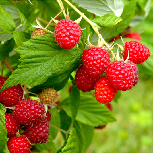 10 'Autumn Bliss' Red Raspberry Canes / Rubus Idaeus 'Autumn Bliss' Big & Tasty