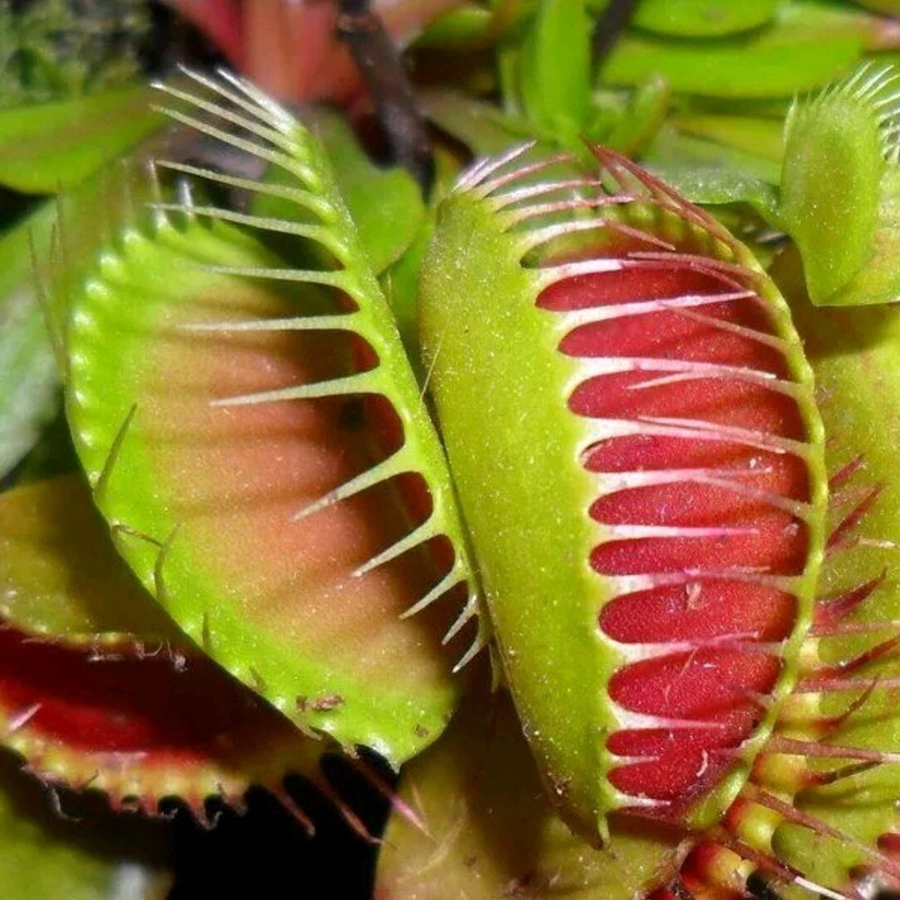 Venus Fly Trap Dionaea Muscipula 8-10 cm high