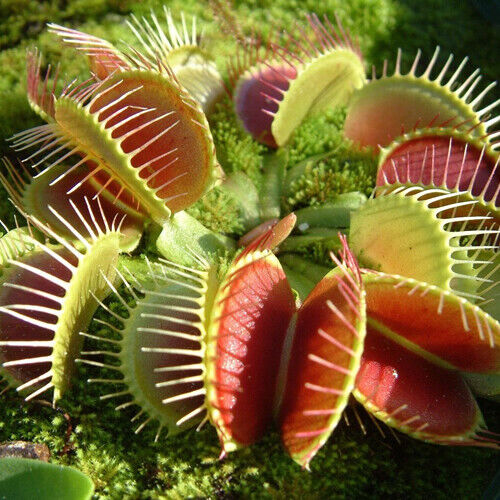 Venus Fly Trap Dionaea Muscipula 8-10 cm high