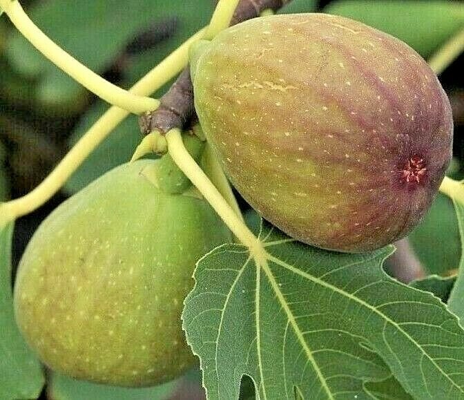 25 - 100 FIG TREE SEEDS - UK SELLER