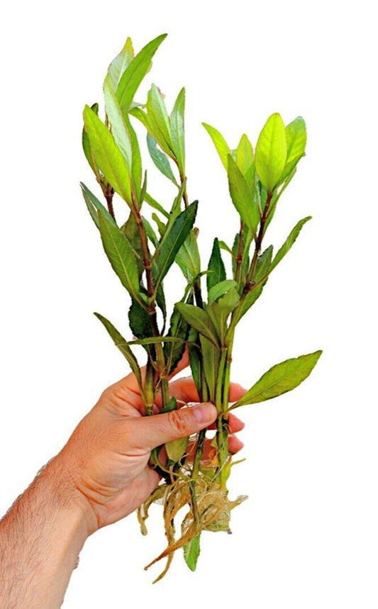 HYGROPHILA Corymbosa XLARGE (x5) Live Aquarium Aquascape Tropic Plants Fish Tank