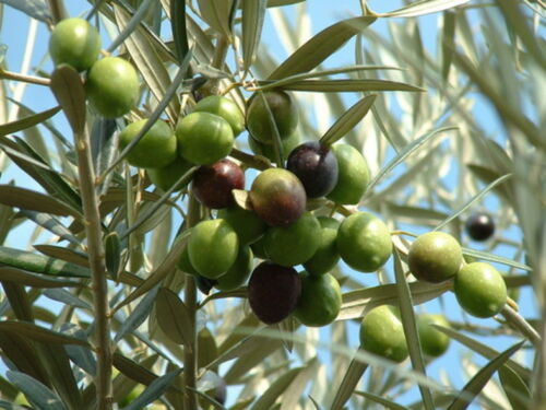 OLIVE TREE - Olea europea Excellent for Bonsai x20 seeds