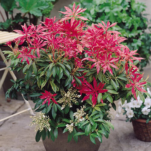 1 X PIERIS 'FOREST FLAME' EVERGREEN SHRUB HARDY GARDEN PLANT IN POT