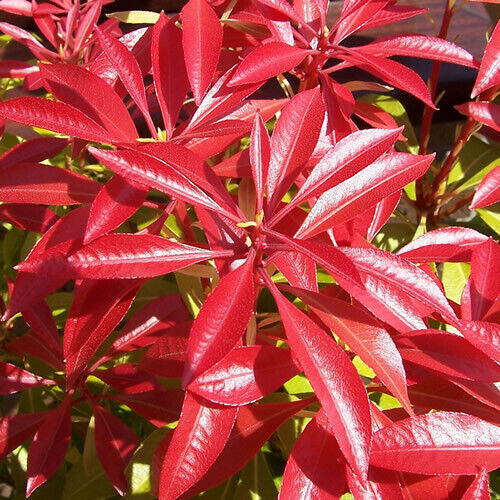 1 X PIERIS 'FOREST FLAME' EVERGREEN SHRUB HARDY GARDEN PLANT IN POT