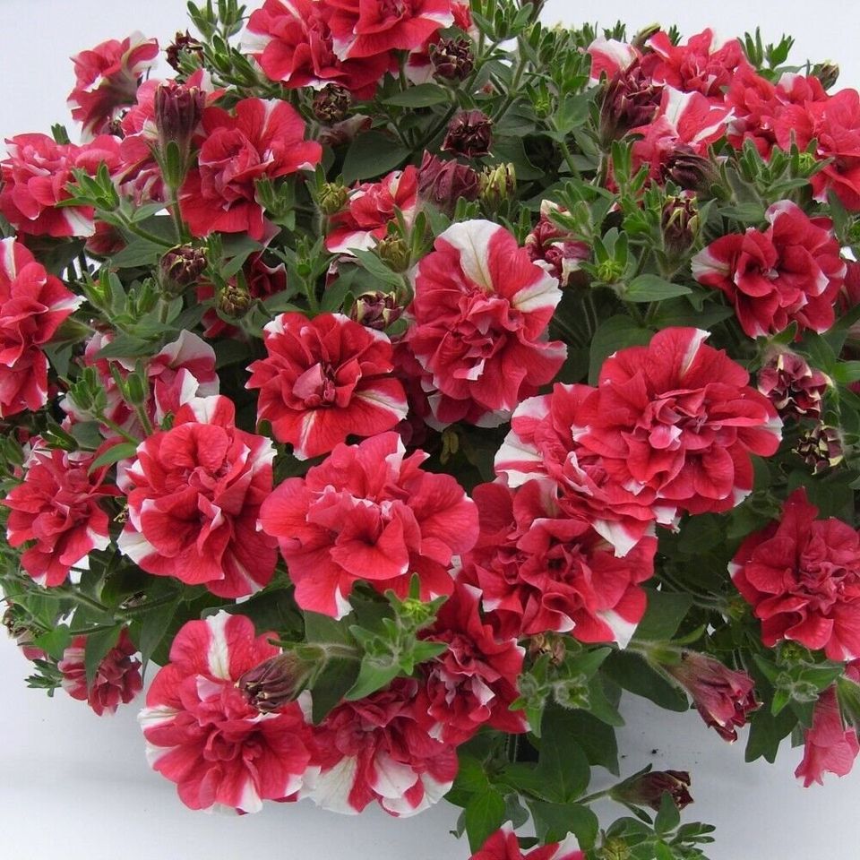 Petunia Garden 'Frills & Spills Cherry Ripple' Half-Hardy Annual 9cm Pots