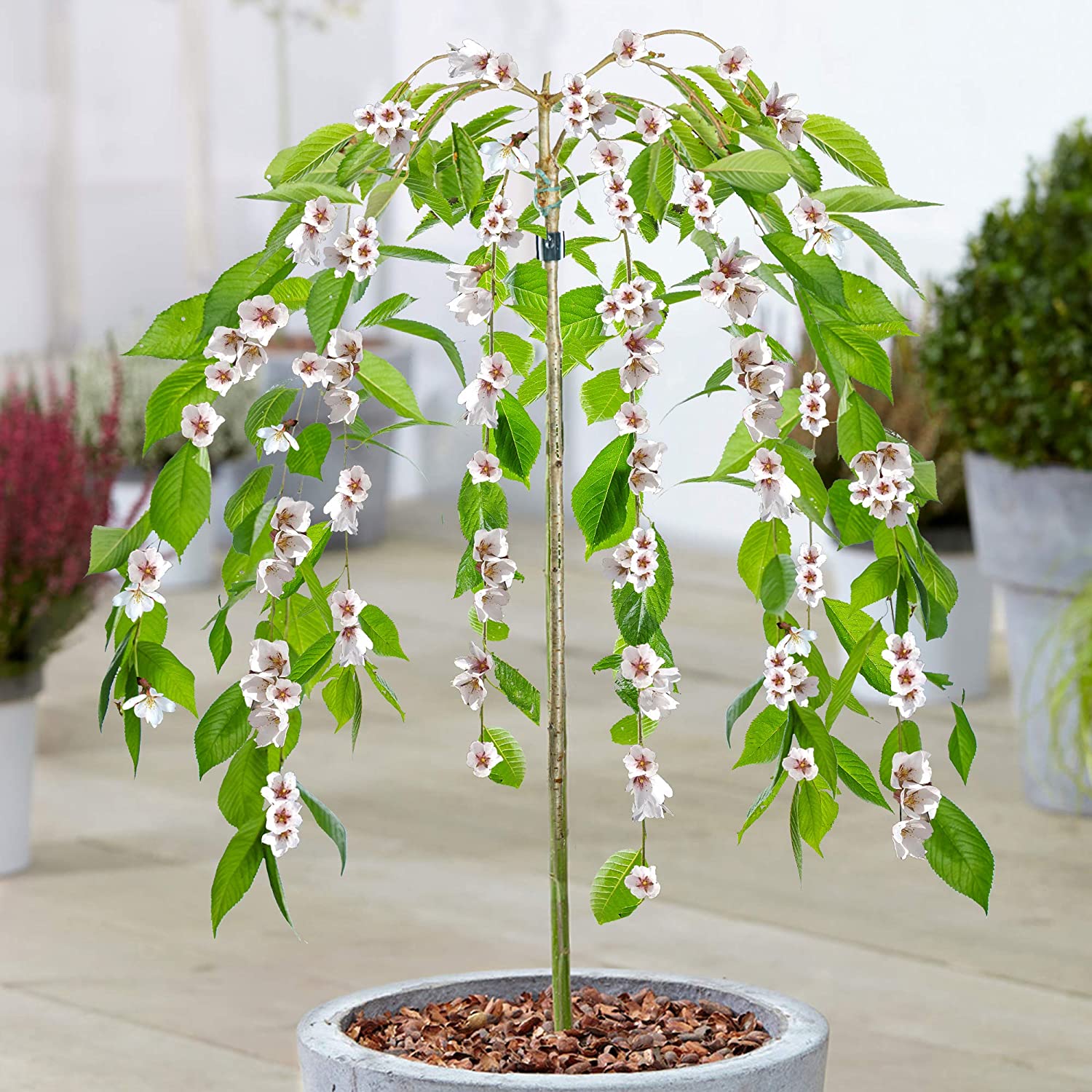 Prunus Ivensii | Yoshino Cherry Ornamental Patio Trees for Small Gardens & Patio (70-80cm (Incl. Pot))