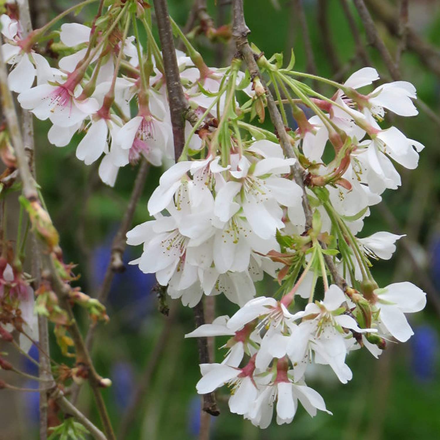 Prunus Ivensii | Yoshino Cherry Ornamental Patio Trees for Small Gardens & Patio (70-80cm (Incl. Pot))