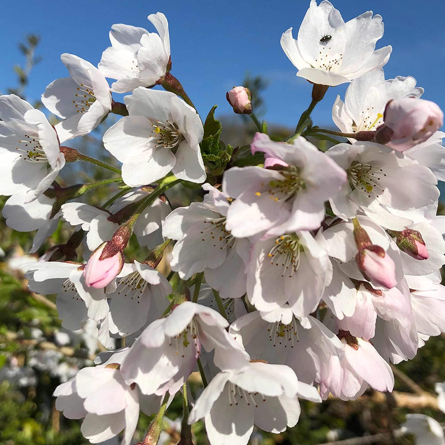 Prunus Ivensii | Yoshino Cherry Ornamental Patio Trees for Small Gardens & Patio (70-80cm (Incl. Pot))