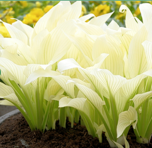 Hosta White Feather Plant Perennial New Growth White 1 x 13cm Pot Lovely Foliage