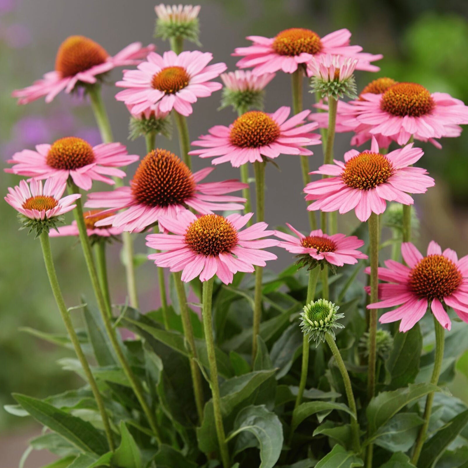 Echinacea SunSeekers Pink - Coneflower