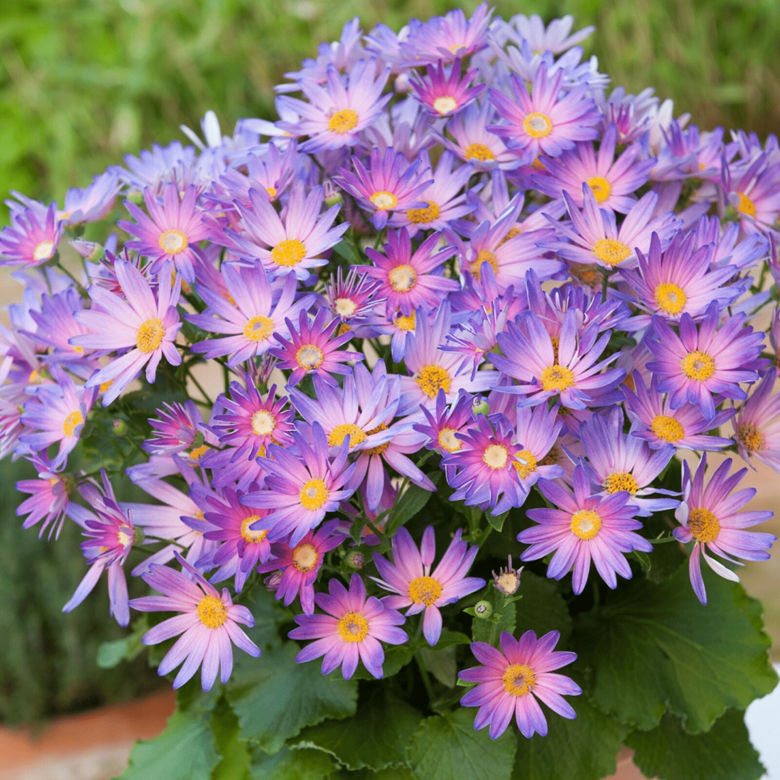 Senetti Magic Salmon | Perennial Pink Flowering Outdoor Garden Plant in 2L Pot