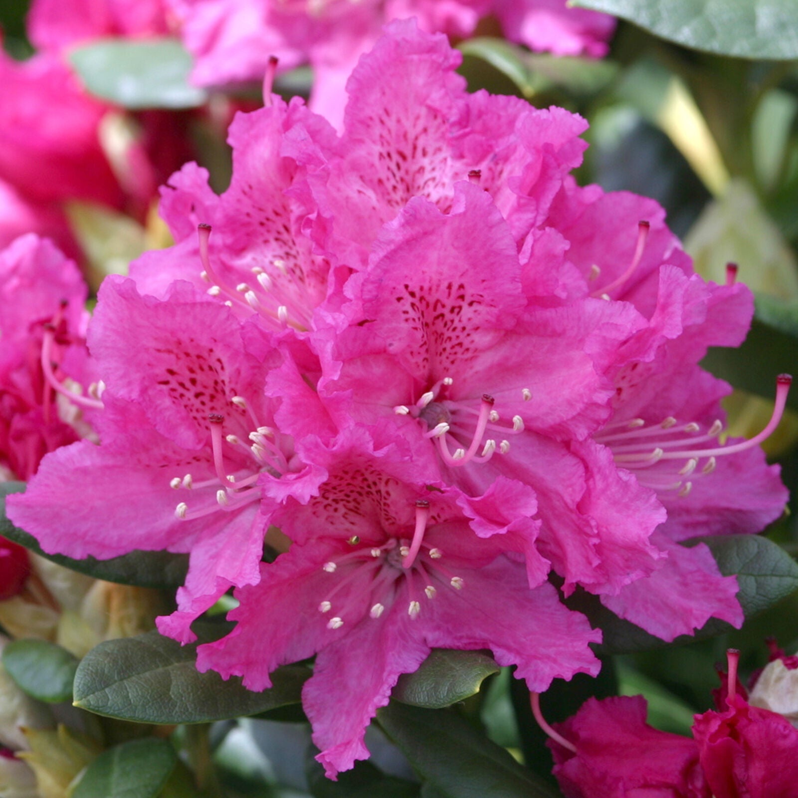 Rhododendron Rocket | Pink Evergreen Flowering Shrub Plant | Hardy Garden Plant