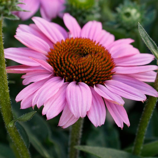 Echinacea SunSeekers Pink - Coneflower