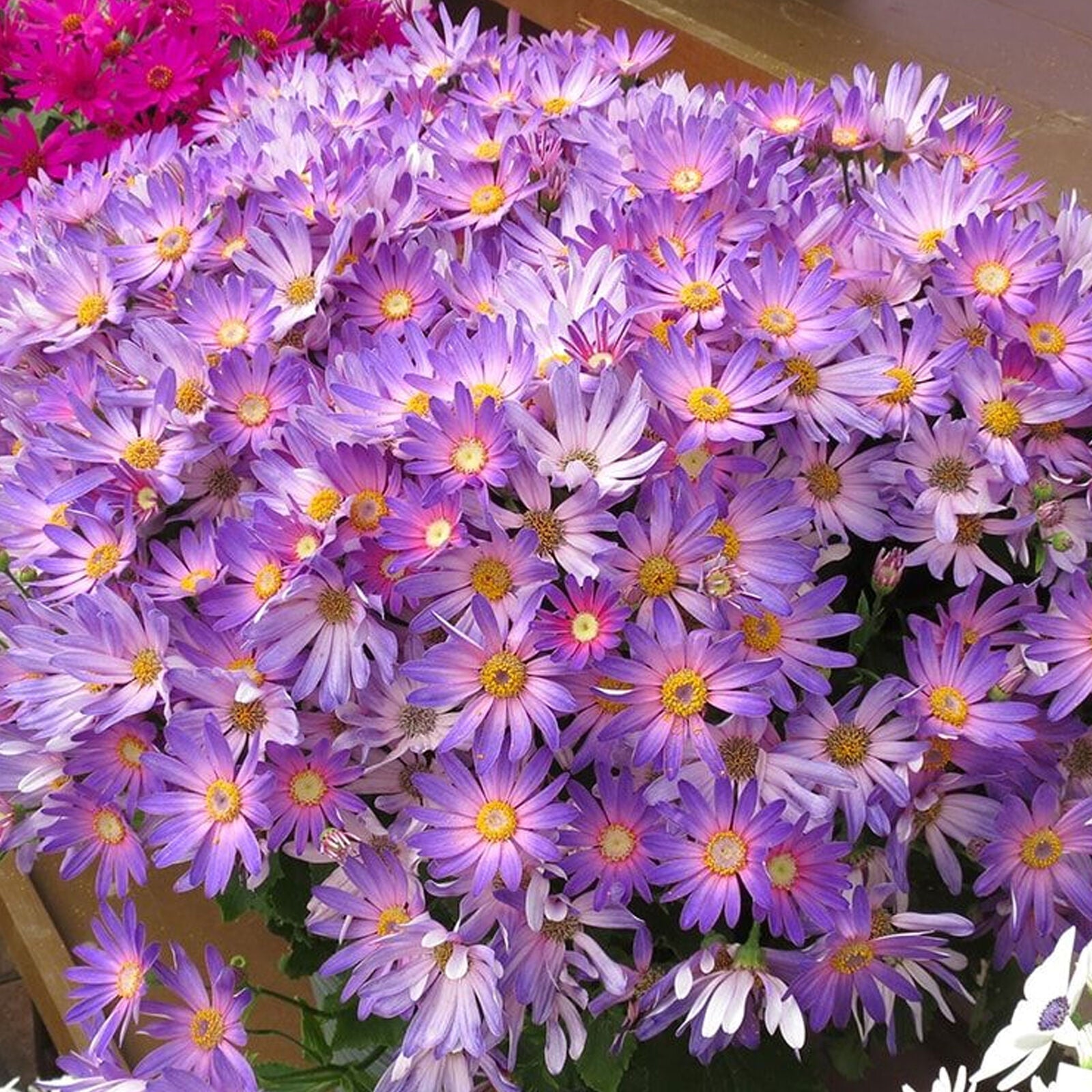 Senetti Magic Salmon | Perennial Pink Flowering Outdoor Garden Plant in 2L Pot