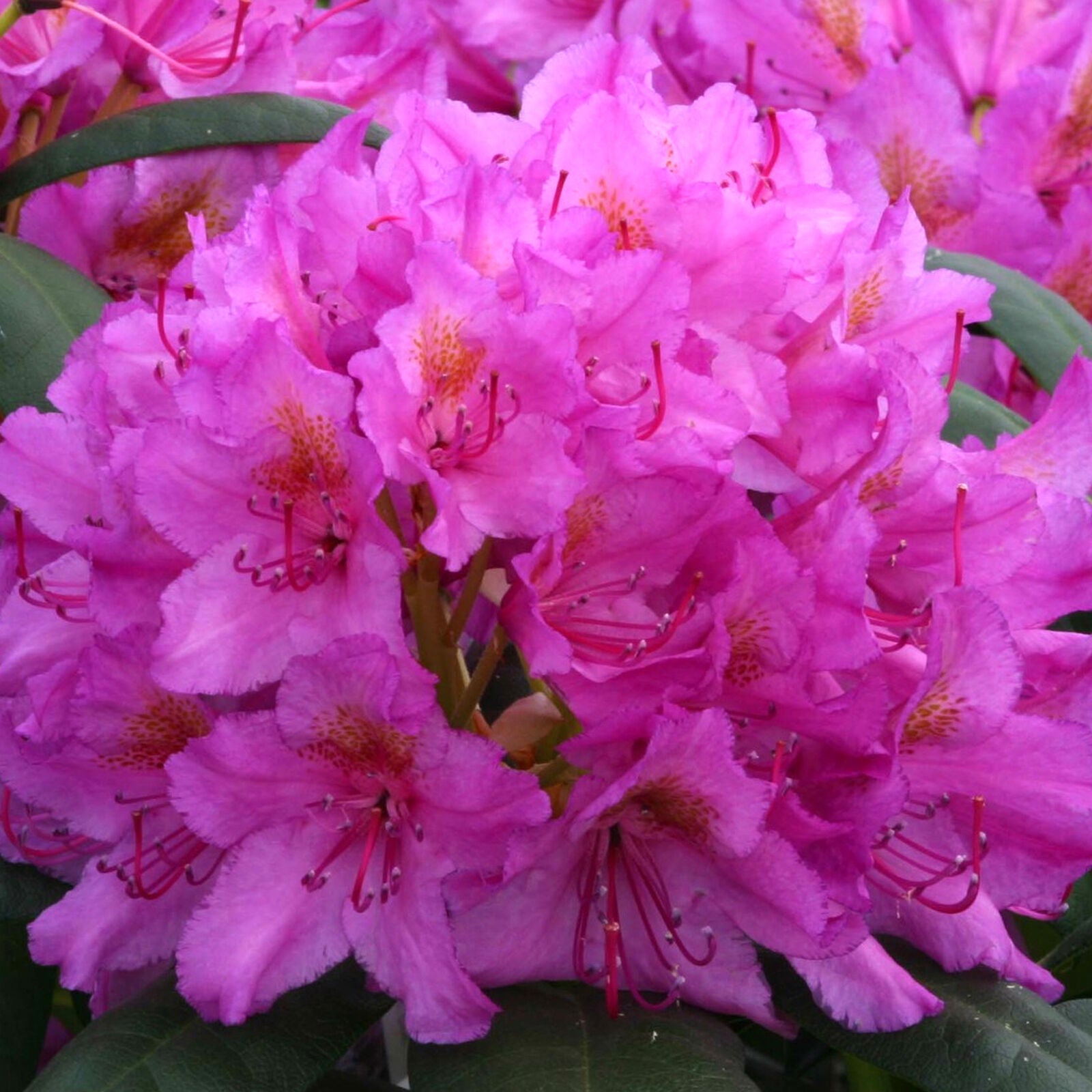 Rhododendron Rocket | Pink Evergreen Flowering Shrub Plant | Hardy Garden Plant