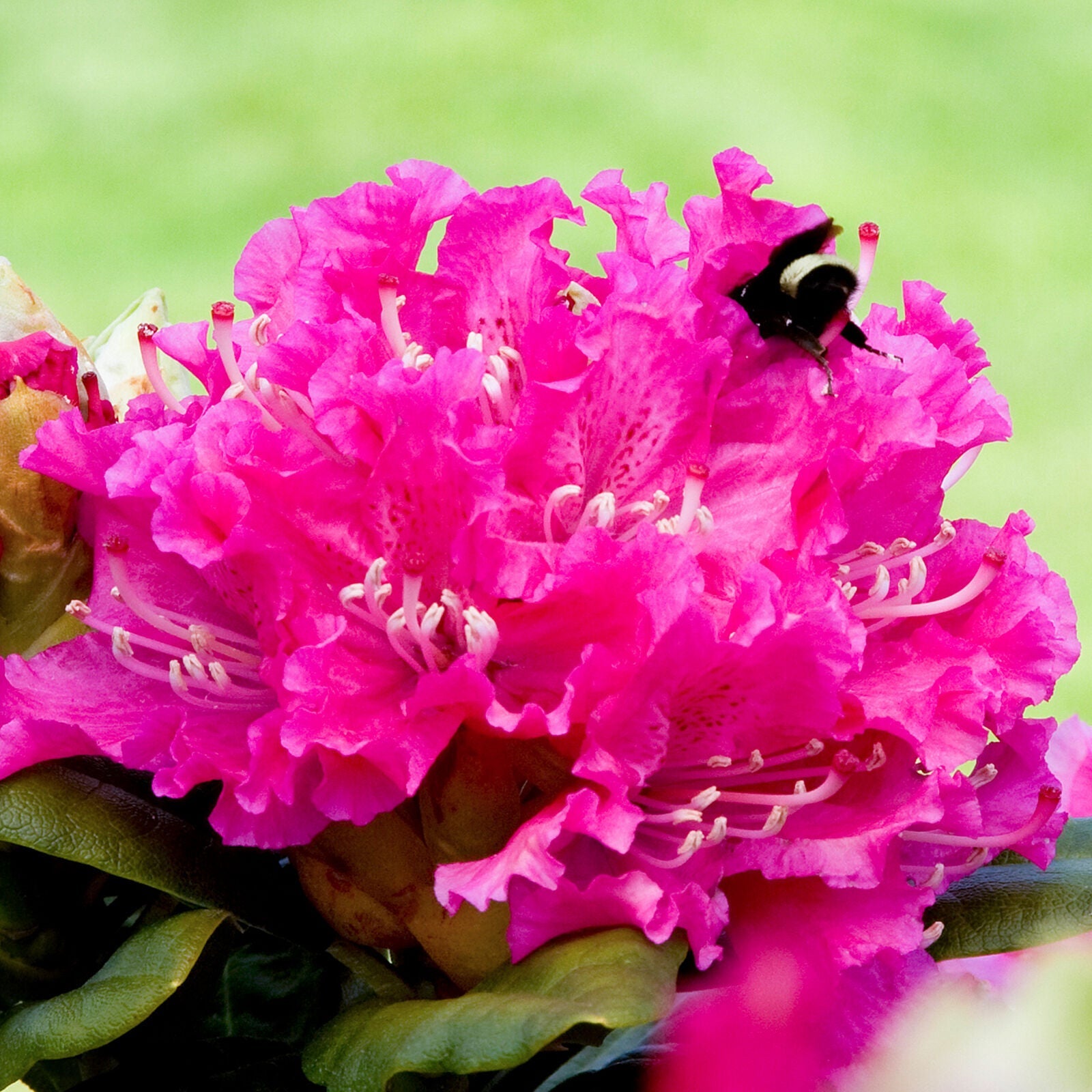 Rhododendron Rocket | Pink Evergreen Flowering Shrub Plant | Hardy Garden Plant