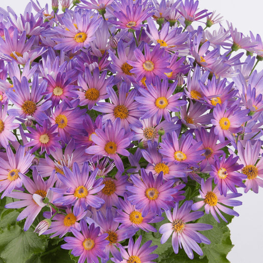 Senetti Magic Salmon | Perennial Pink Flowering Outdoor Garden Plant in 2L Pot