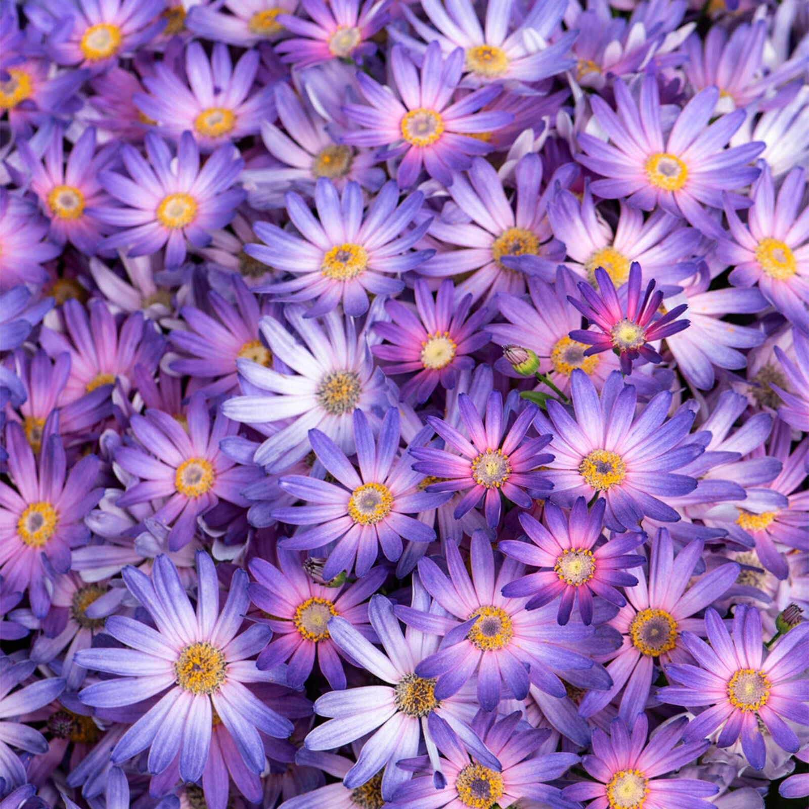 Senetti Magic Salmon | Perennial Pink Flowering Outdoor Garden Plant in 2L Pot