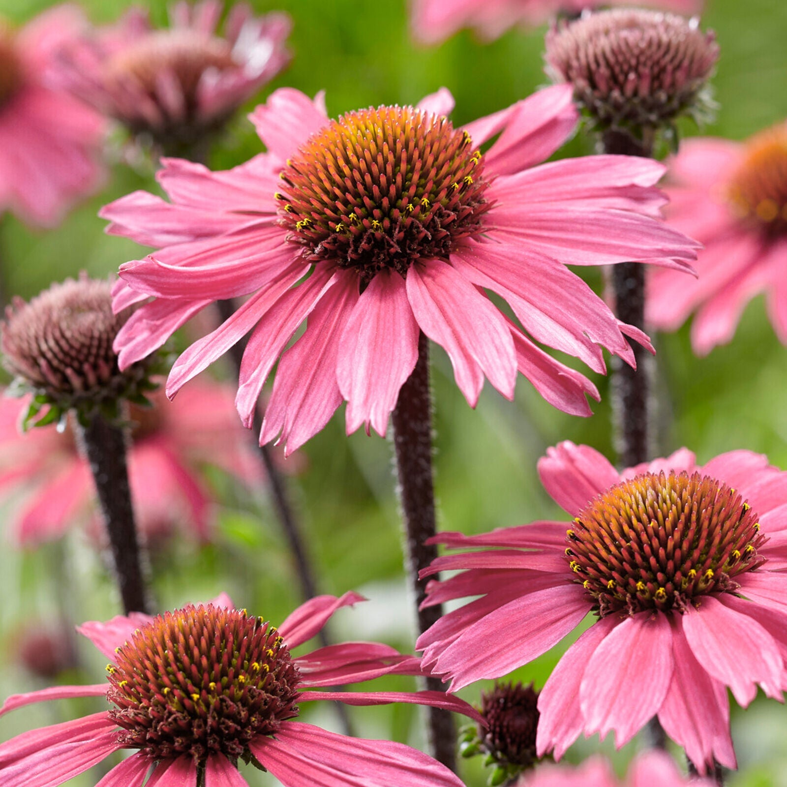 Echinacea SunSeekers Pink - Coneflower