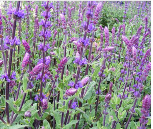 Salvia nemerosa Caradonna Plant Perennial 1 x 13 cm Pot