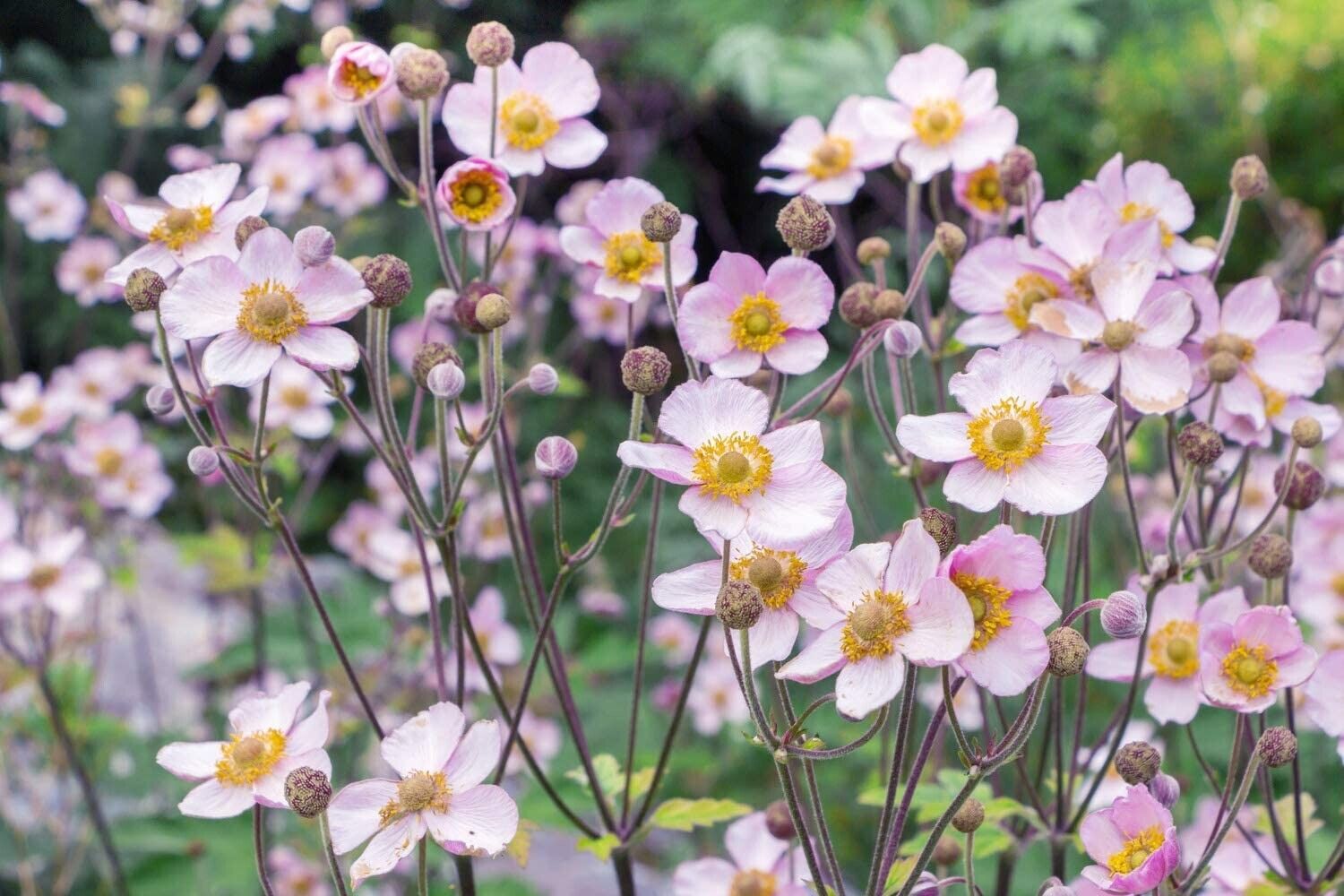 20 Seeds Anemone hupehensis 'Japanese Anemone'