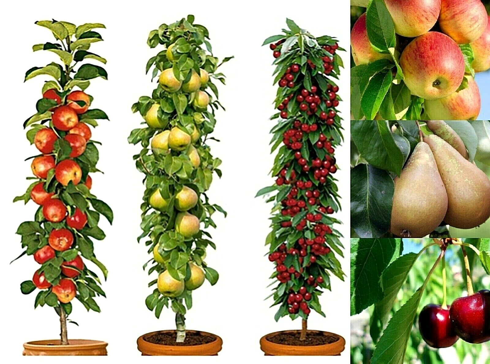 3 Pillar Fruit Trees Apple, Cherry & Pear Garden Patio Terrace25