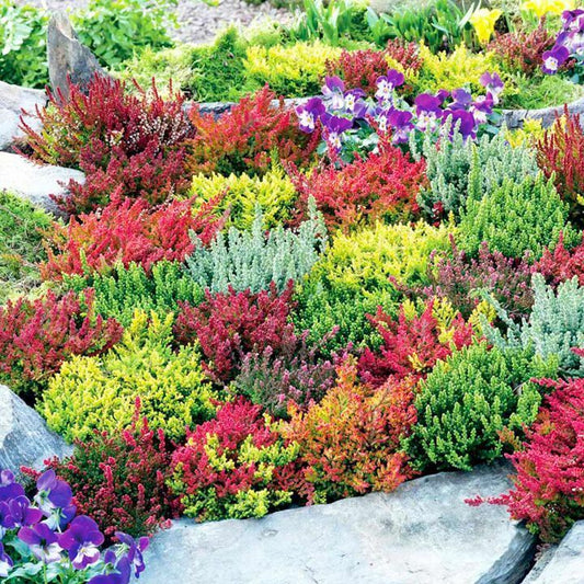 6 X MIXED GARDEN HEATHERS CALLUNA & ERICA VARIETIES COLOURFUL FLOWERING SHRUBS