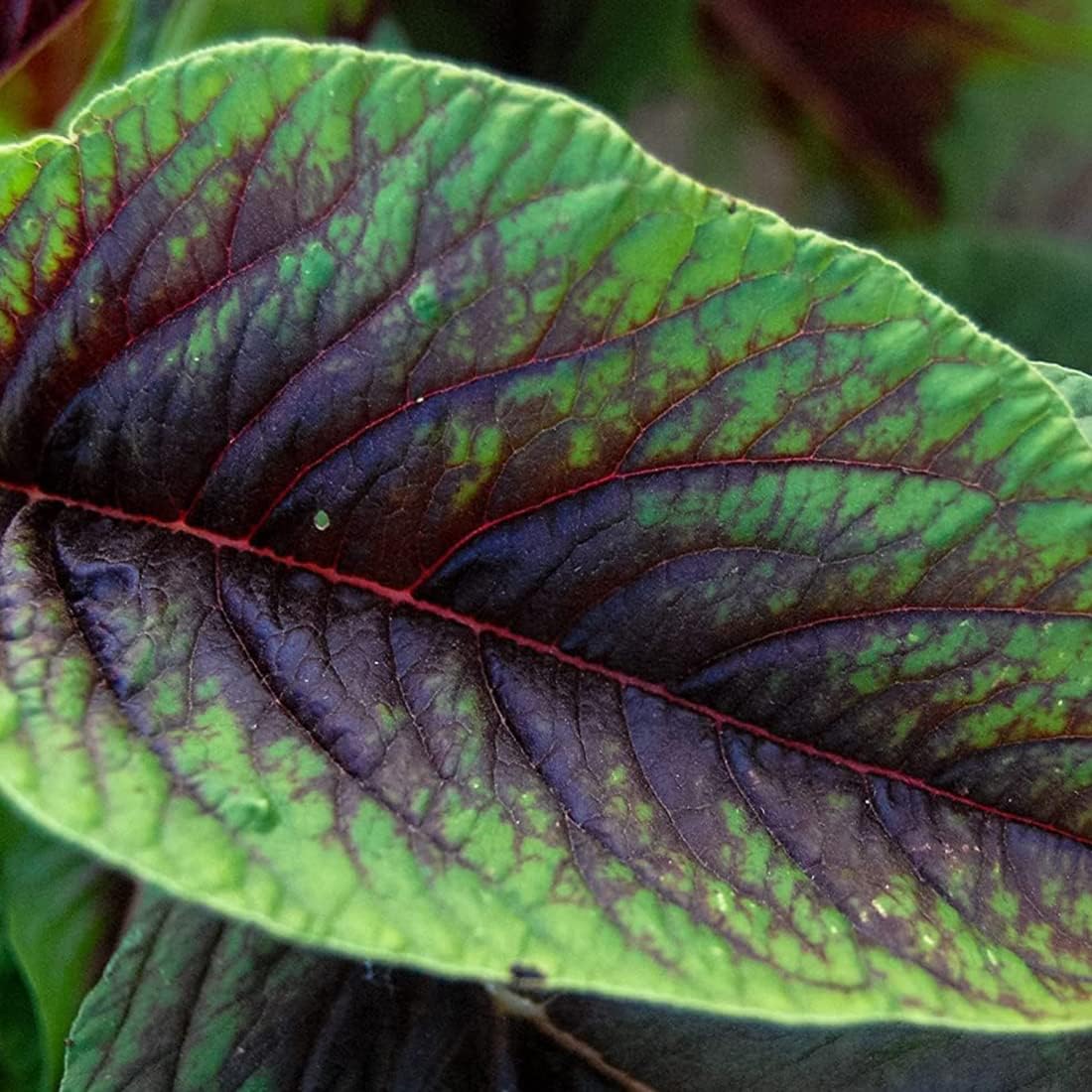 50 Caribbean Callaloo Seeds Tri Colour Leafy Amaranth for Planting & Growing