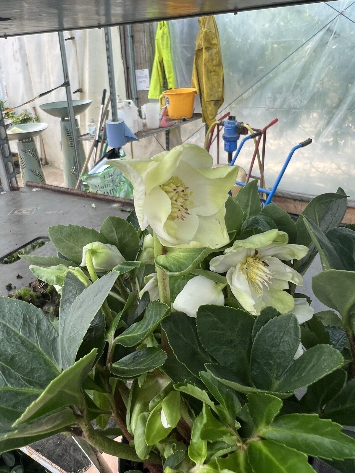 2x Helleborus Hellebore Garden Plant Christmas Carol 12cm Pot In Flower !!