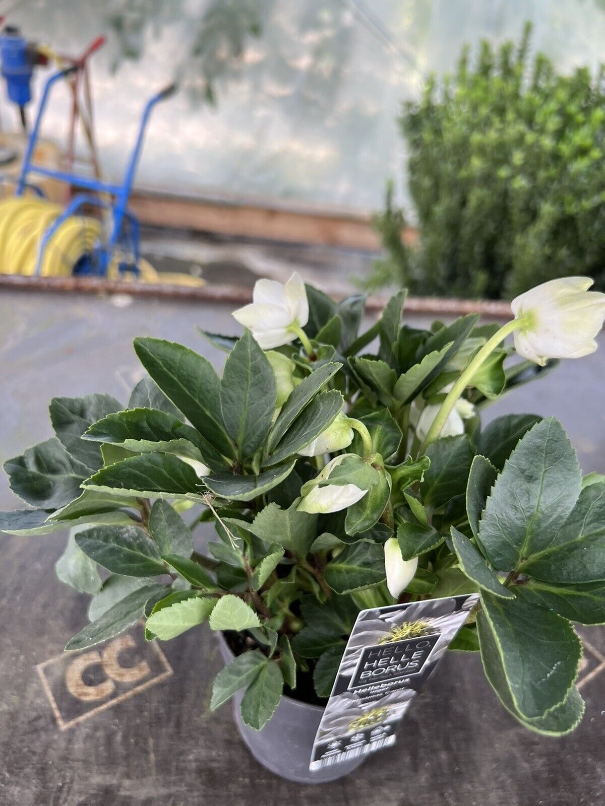 2x Helleborus Hellebore Garden Plant Christmas Carol 12cm Pot In Flower !!