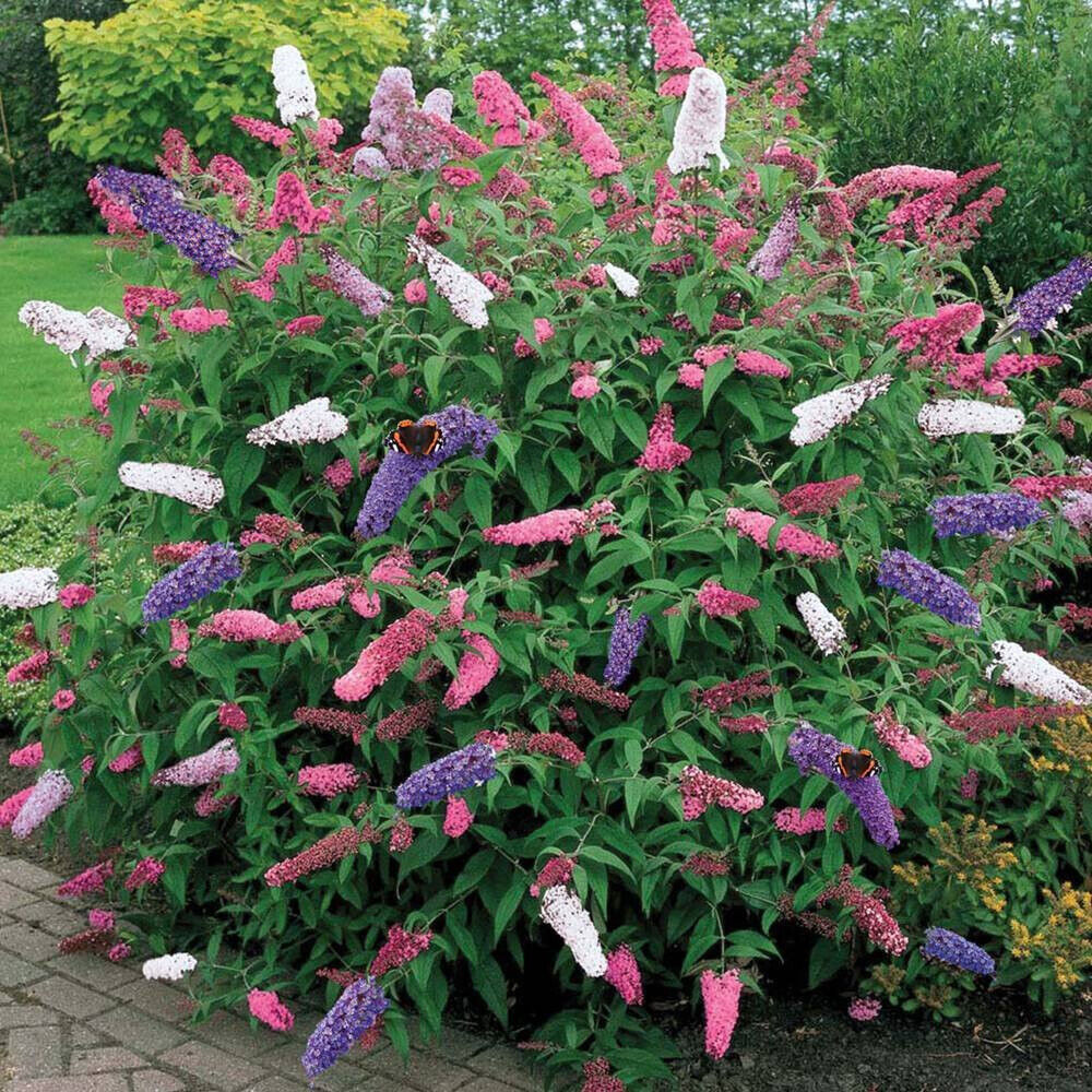 1 X BUDDLEIA TRICOLOUR BUTTERFLY BUSH MIXED COLOURS